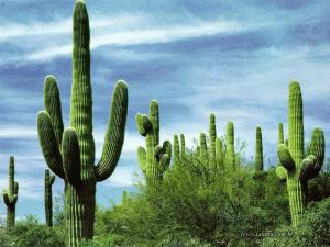 cactos_de_espinho