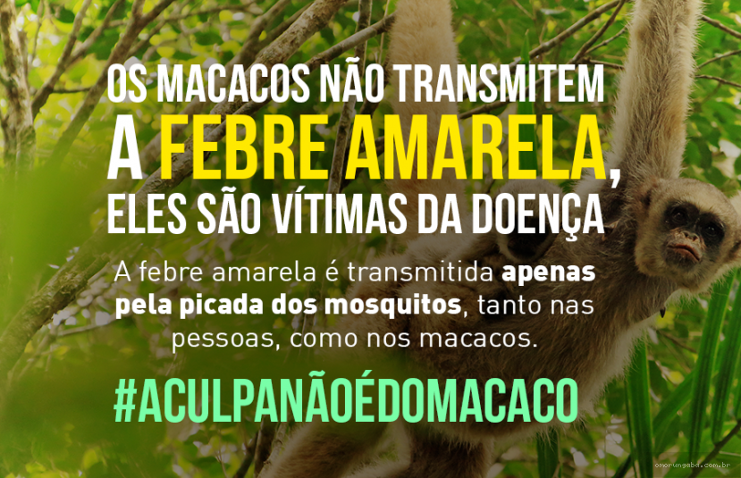 febre amarela